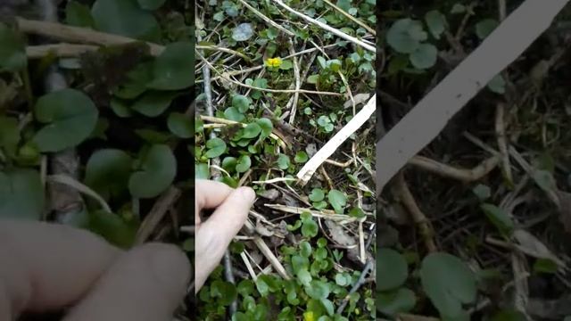 Первая весенняя зелень на еду - чистяк весенний, сныть, крапива, таволга. смотреть онлайн