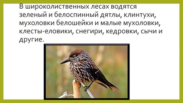 Животный мир Беларуси за 2 минуты!!! смотреть онлайн