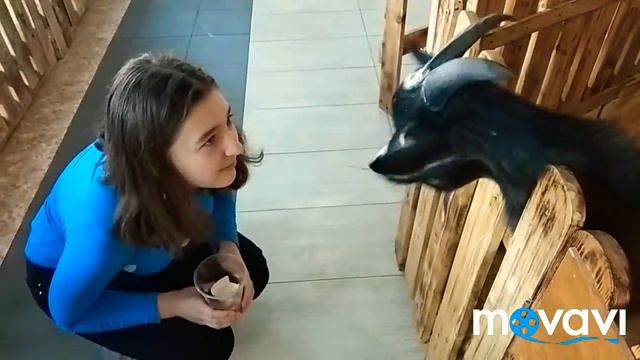 Контактный зоопарк! 2часть смотреть онлайн