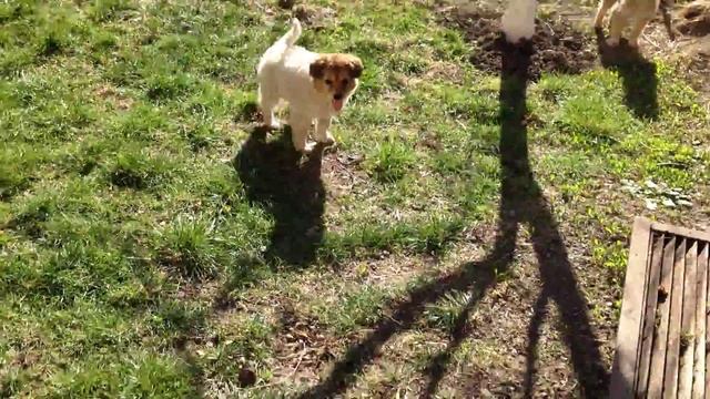 Кролик породы Немецкий Ризен пугает собак