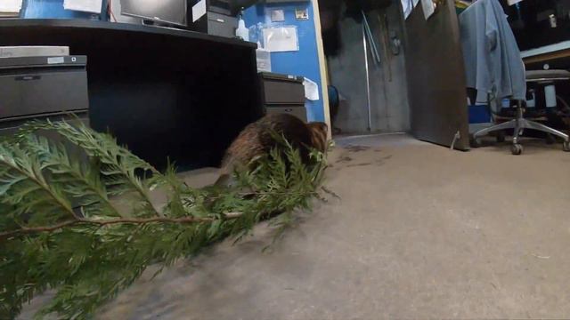Beaver Named Maple Is An Efficient Stick Broker