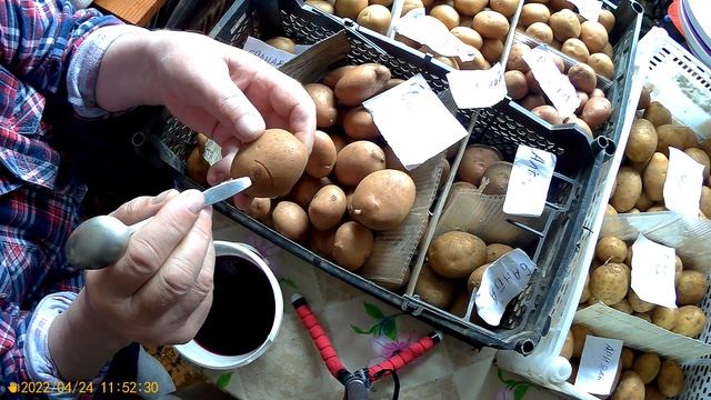 Кербовка картофеля,На Яндекс Дзен.если закроют Ютуб, есть такой же канал- Фёдорович 56 смотреть онлайн