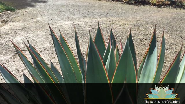 Agave 'Blue Glow' - Kelly Griffin смотреть онлайн