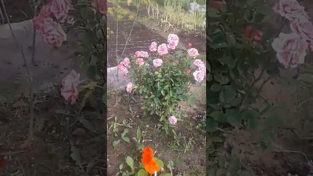 Флоксы, розы, лаванда. Мои дачные цветы. Август смотреть онлайн