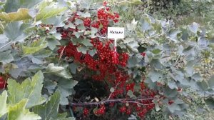 Натали - смородина красная, описание сорта