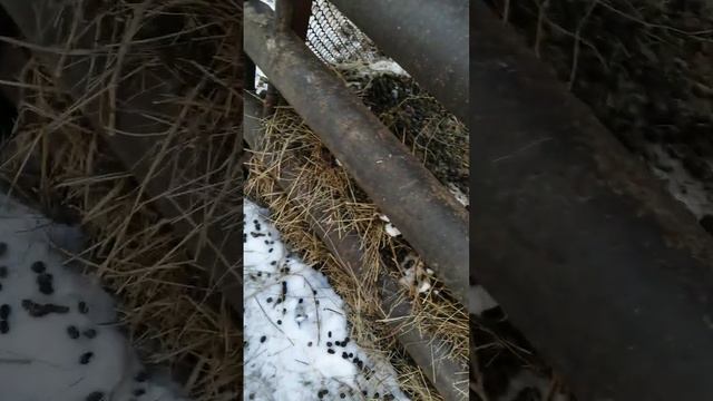 база отдыха * прастаквашино* 6 часть смотреть онлайн