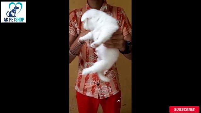 AK pet shop All dog breeds 8512088672 смотреть онлайн