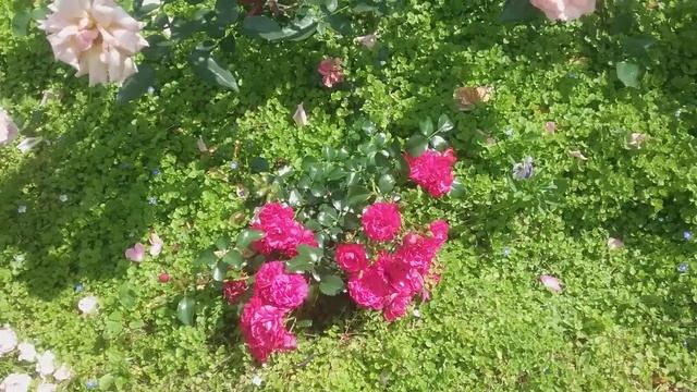 Второе цветение роз: Анжела ,Compaction ,Гартенфройде Тоскана ,Fairy ,Аспирин. смотреть онлайн