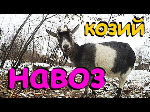 Козий навоз.