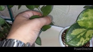 Большой обзор хой в сентябре//Пополнила коллекцию новыми сортами