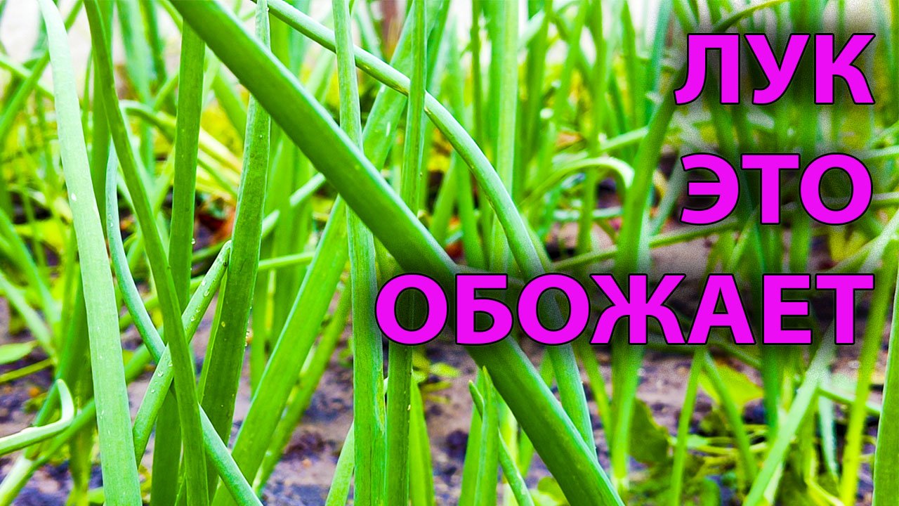 Полейте так ЛУК в июне от пожелтения листьев и урожай вас ОЧЕНЬ порадует ЛУК будет сочным смотреть онлайн
