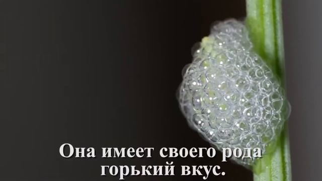 Факты о животных! Как животные защищают своих детенышей смотреть онлайн