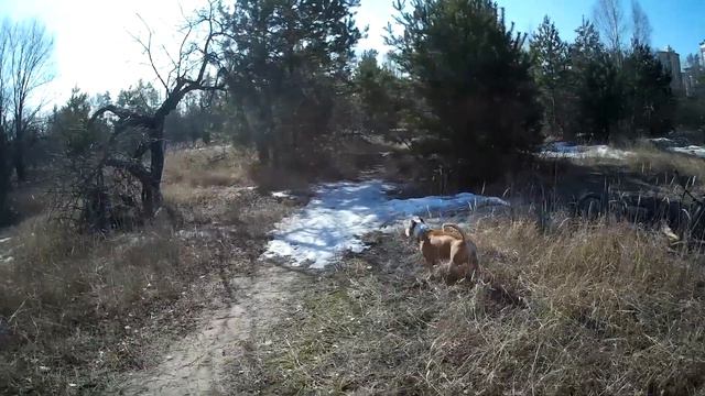 СТАЯ БРОДЯЧИХ СОБАК КУДА ТО ИЛИ ЗА КЕМ ТО БЕЖИТ смотреть онлайн