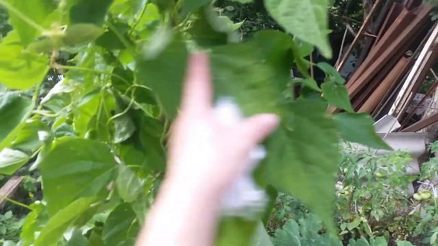 Часть 1 Готовые грядки из шифера и немного об огороде ? смотреть онлайн