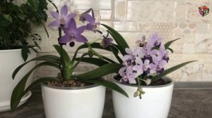 ЦВЕТУЩИЕ фаленопсисы МАРТИН и САПФИР. ПРАВДА о СИНИХ фаленопсисах