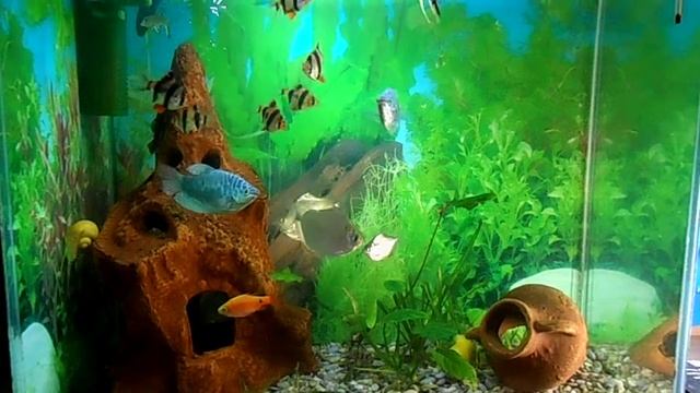 Аквариум 50 литров 3 смотреть онлайн