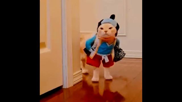 прикол смешной милый кот 2018 новинка смотреть онлайн