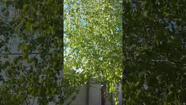 Ютуб видео топ сад и огород своими руками Береза смотреть онлайн