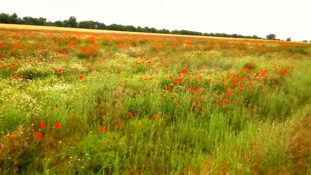 🌼Ромашковый остров🌼. Chamomile island🌼 смотреть онлайн