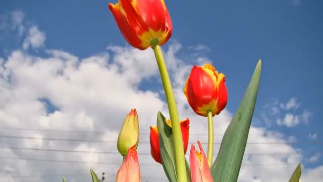 Мои красивые тюльпаны смотреть онлайн