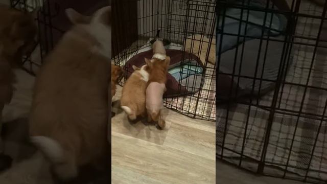 Щенки китайской хохлатой собаки смотреть онлайн