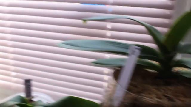 2. Мои орхидеи-уценки...))) смотреть онлайн