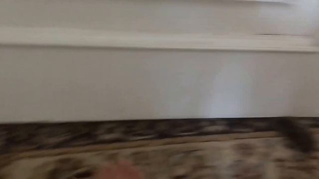 КОШКА ИГРАЕТ! КОШКА МЯУКАЕТ. КИСЯ БЕШАННАЯ. смотреть онлайн