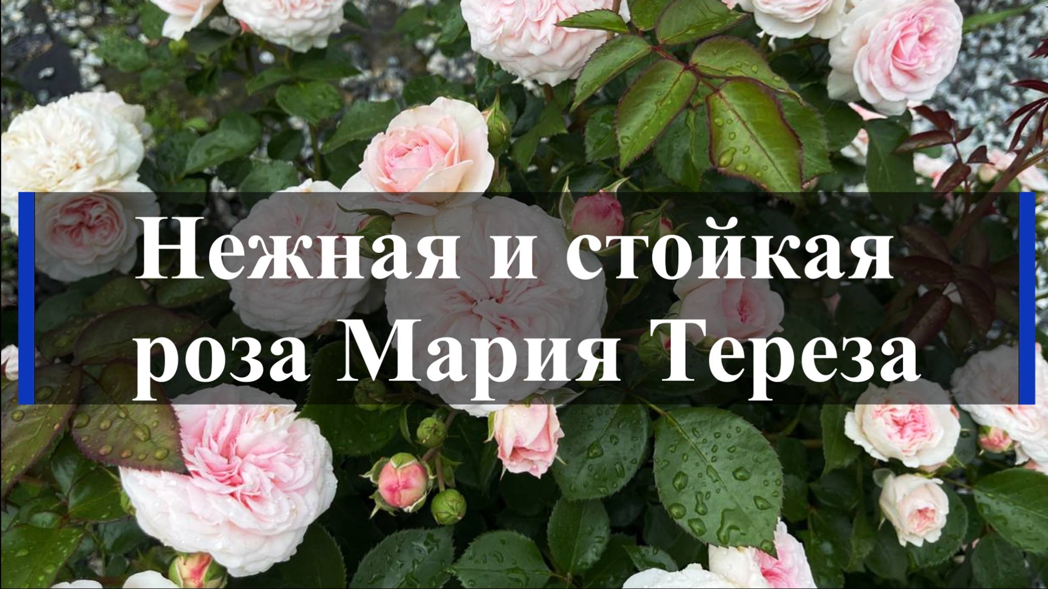 Нежная и стойкая роза Мария Тереза смотреть онлайн