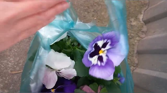 Vlog-203 Роза Gloire de Dijon ноябрь? Спешу высадить новые розы смотреть онлайн