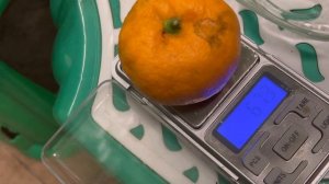 Мандарин  Сатсума Кси Шань , C.unshiu Xie Shan Satsuma mandarin