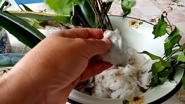 Растения привезенные из Абхазии. Получила посылку. смотреть онлайн