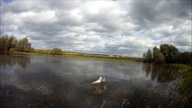 Щенки рабочего лабрадора фт, Альбион, подача, 3 месяца смотреть онлайн
