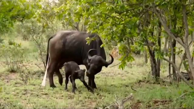Страшные Противостояния Гепарда | Гепард Прыгнул Высоко, Чтобы Поймать Буйвола, Но Был Сбит Буйволо смотреть онлайн