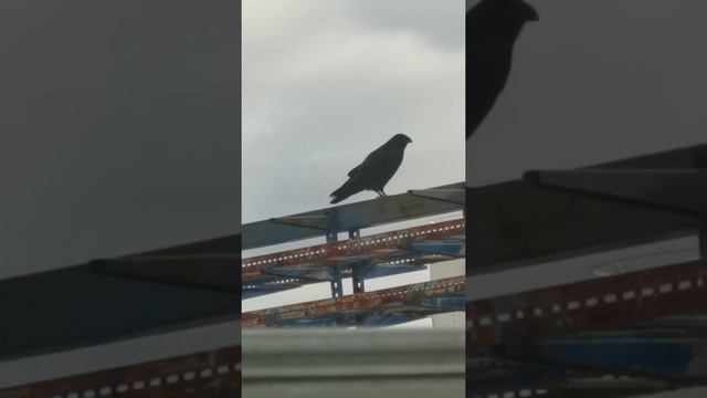 Ворон или ворона или не ворон и не ворна? смотреть онлайн
