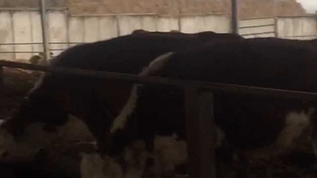 КРС Герефордской породы-оптовая продажа с доставкой смотреть онлайн