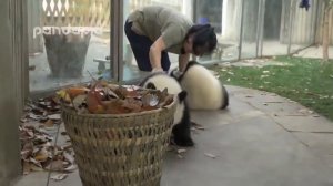 Как ухаживают за пандами в китайском зоопарке. Очень смешные животные