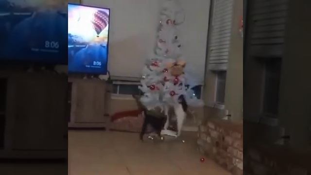 кошка падает с ёлкой смотреть онлайн