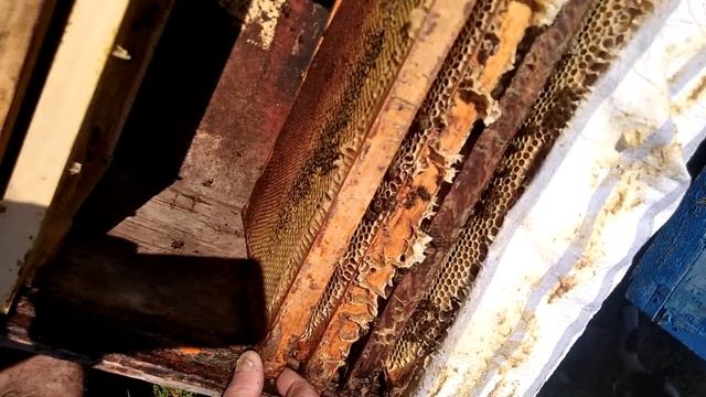 Разбираем медовик и кормим отводки смотреть онлайн