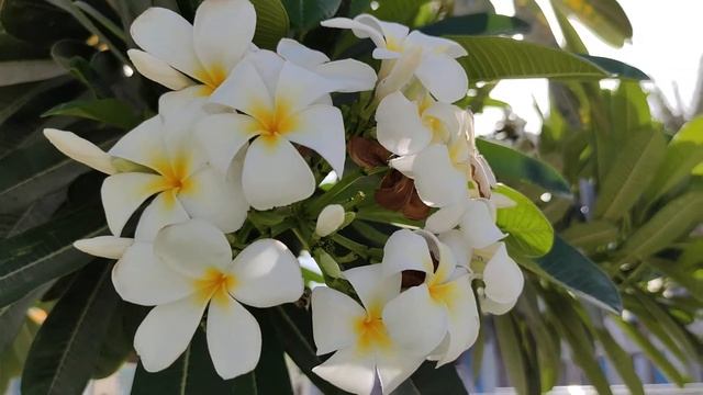 #Plumeria Плюмерия (или Франжипани) в Reem Island Abu Dhabi смотреть онлайн