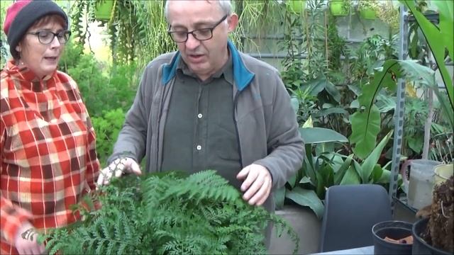 Jardinage: Asplenium Parvati: Entretien Et Arrosage: Plante D'intérieur