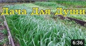 СИДЕРАТЫ: когда, какие сеять и как убирать????