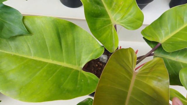 My new plants collections #philodendron birkin #painted lady #red emerald philodendron #my garden смотреть онлайн
