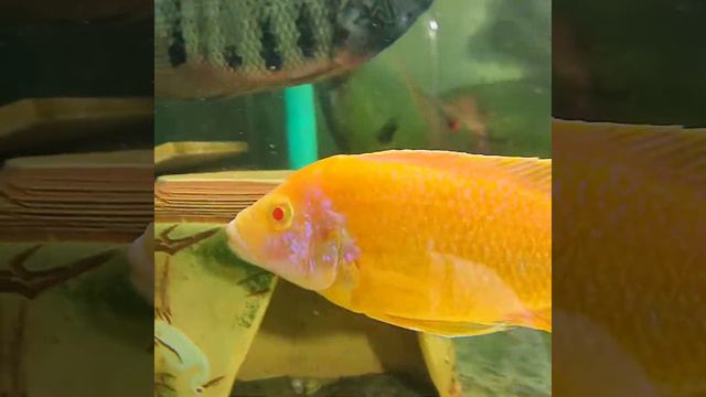 aulonocara red rubin albino "red dragon" смотреть онлайн