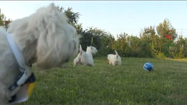West Terrier Football смотреть онлайн