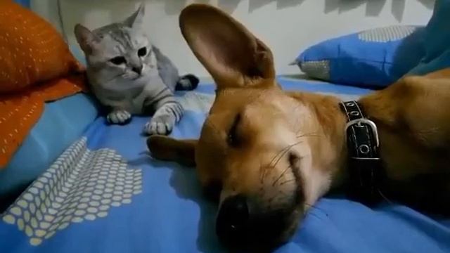 Кошка подумала то что собака пукнула и побила ее. смотреть онлайн