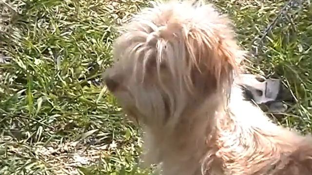 Матильда ищет хозяина! г. Донецк смотреть онлайн