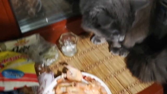 Дрессированный кот попрашайка ест королевские креветки
