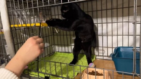 Is there a black cat in house for good or bad luck? cute black cat. cat has a sore eye #cat #animal