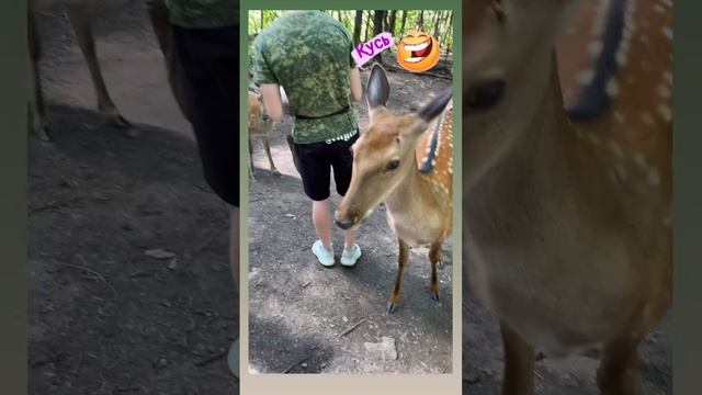приморский сафари парк