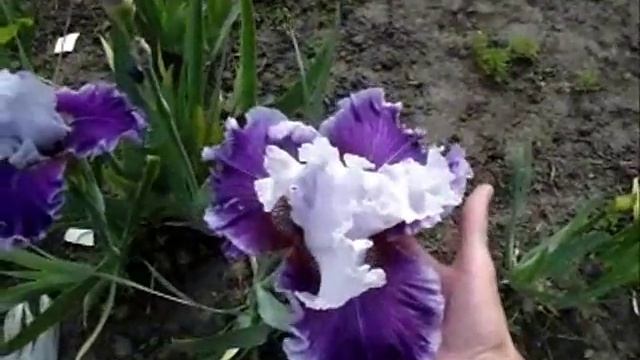 ИРИСЫ - сорта с крупными цветами. IRIS смотреть онлайн
